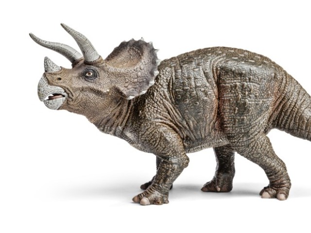 Triceratops