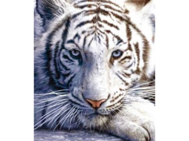 Tigre branco