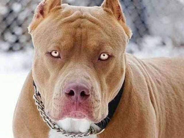 PitBull