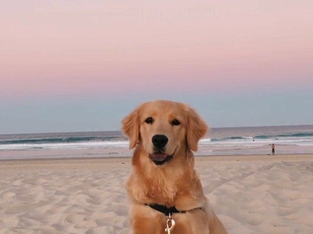 Animais ou algum céu colorido com azul, rosa pink e laranja.