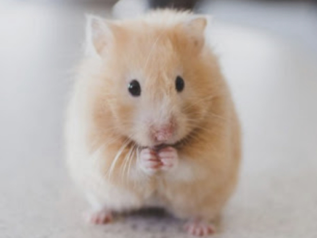 hamster