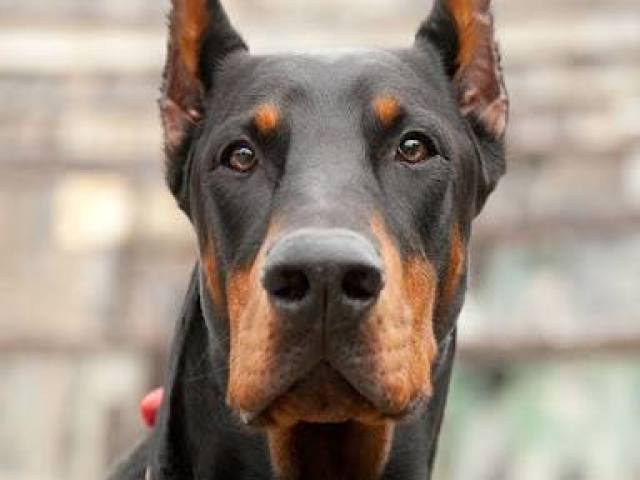 Dobermann