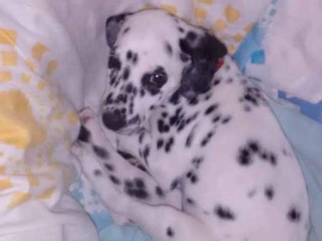 Dalmata