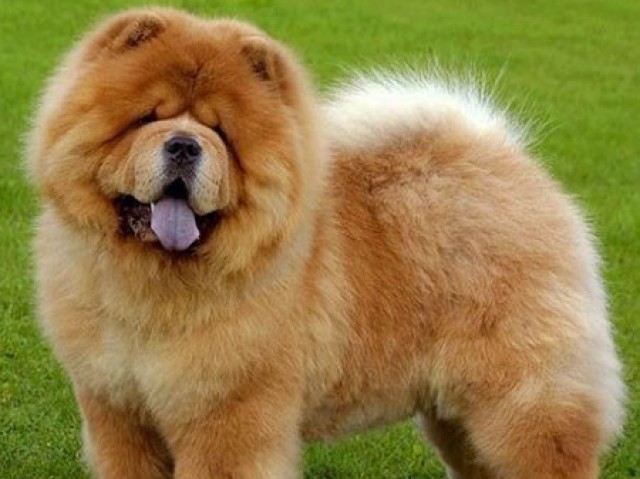 Chow-chow