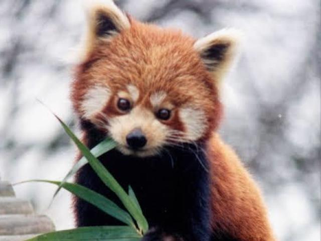 Panda vermelho