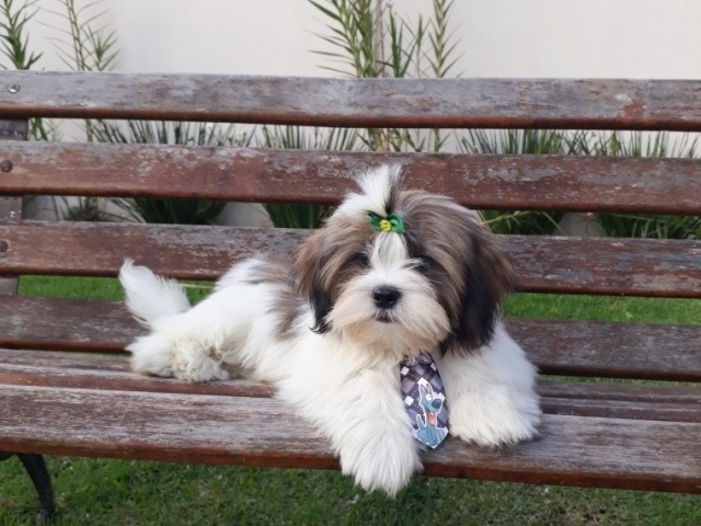 Lhasa Apso