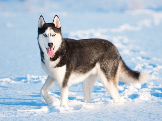 Husky Siberiano