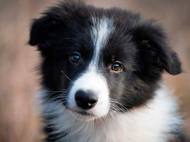 Border Collie