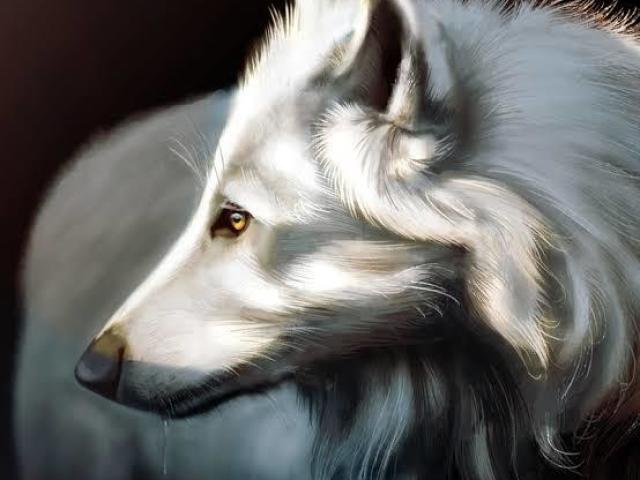 Lobo