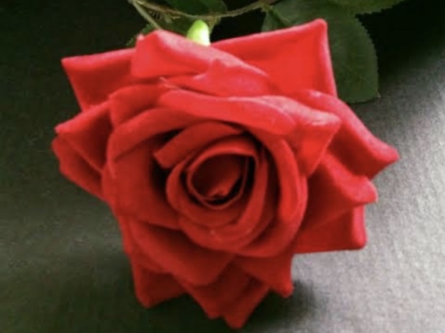 Rosa