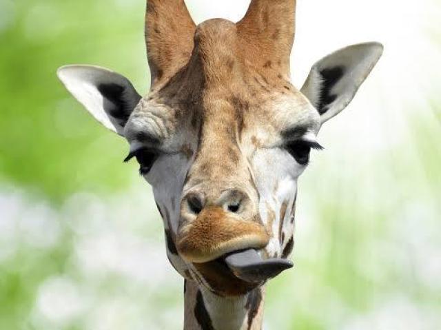 Girafa