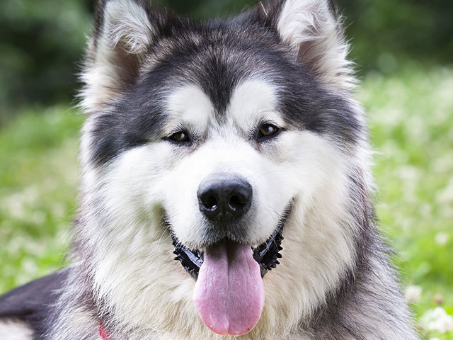 malamute do alasca