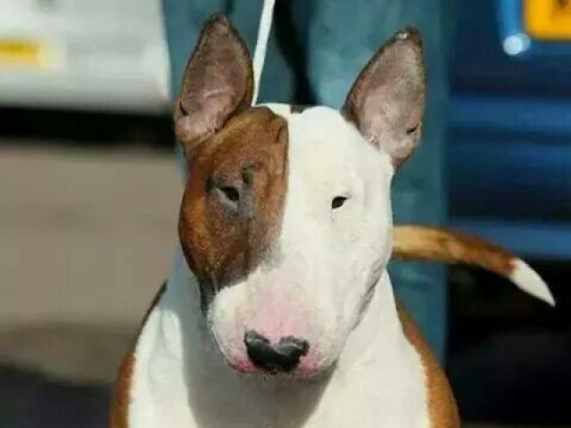 english bull terrier