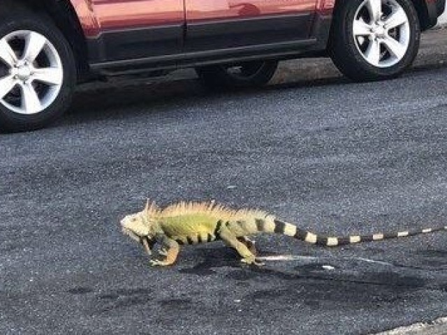 Veria dinossauros ao vivo