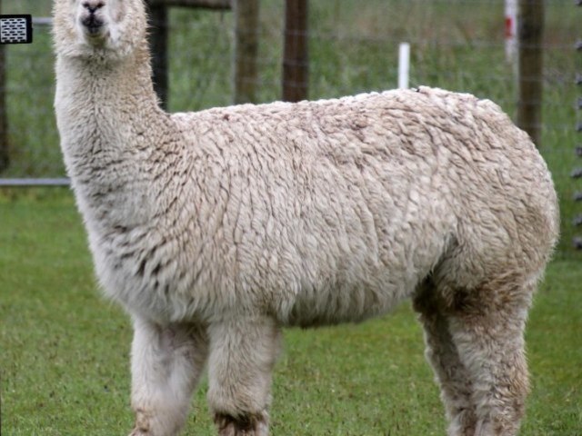 Alpaca