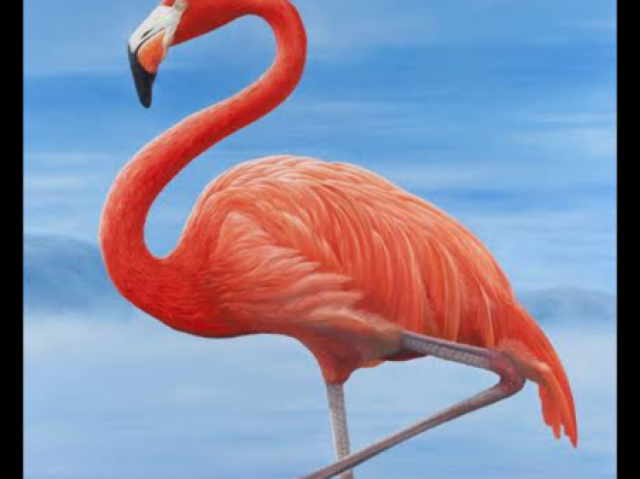 Flamingo