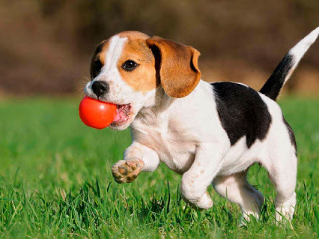 Cão?
Salsicha 
Bonito 
amo eleeee <3 caramba!
Ja tenho esse cachorro bonitooo