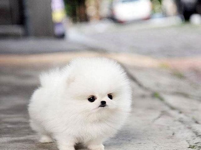 Lindoo
Ricoo(a)
BTS SHIPO MAIS BLACKPINK
Rot dog
Lindo dms