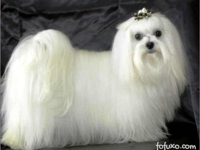 Peludos
na área
ricos
Fufuh.com
Lindinhos