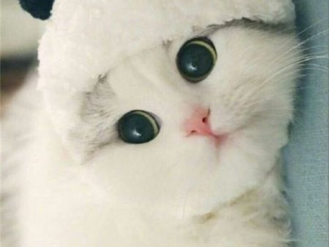 K-POP
BLÁ BLÁ
GATINHO KAWAII
CACHORRO PELUDO
OU E GATINHO