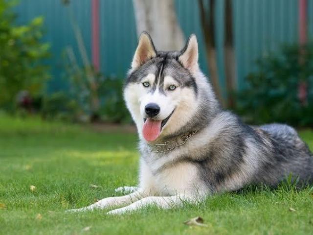 Husky siberiano