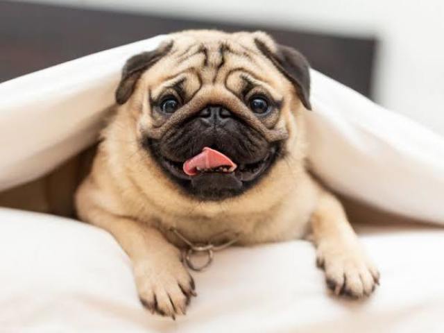 Pug