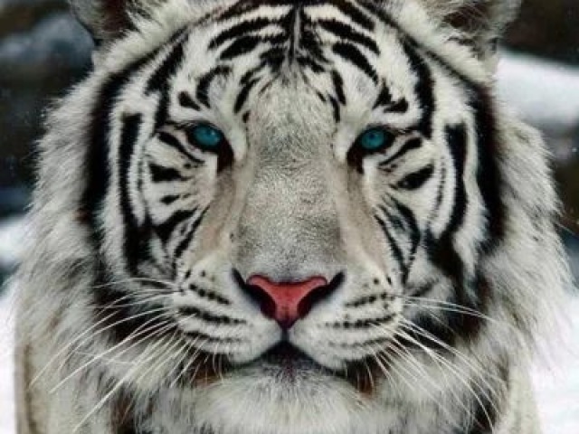 Tigre branco