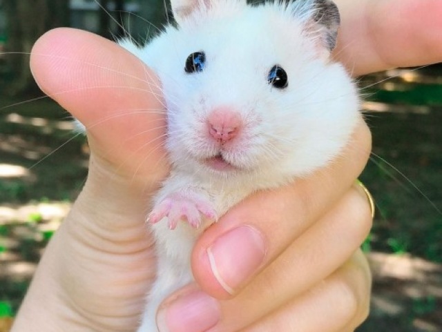 Hamster Syrian