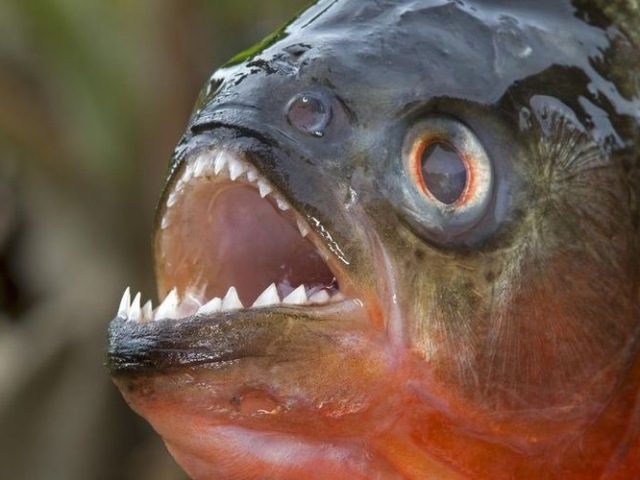 Piranha