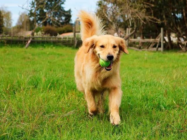 Golden Retriever