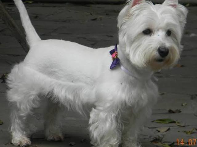 West Highland White Terrier