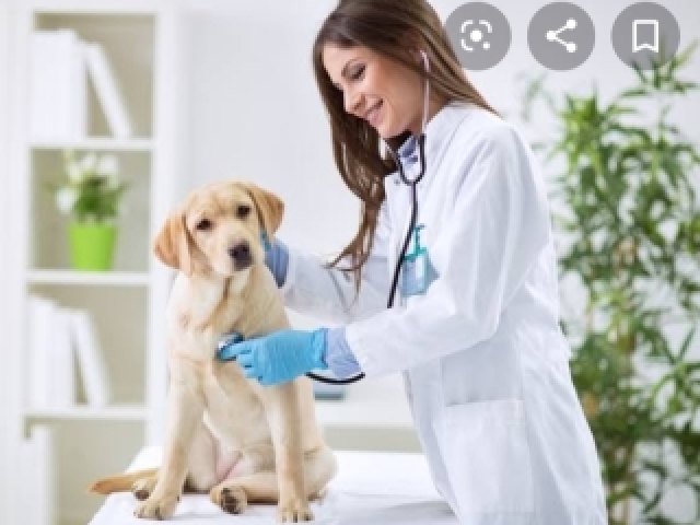 Veterinário