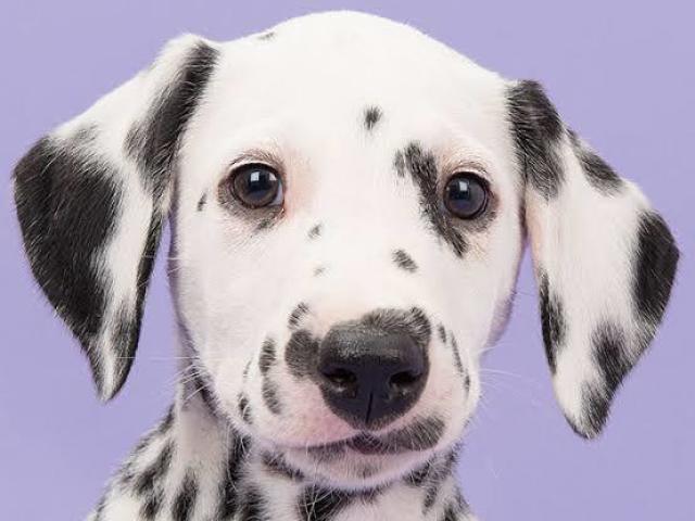 Dalmata