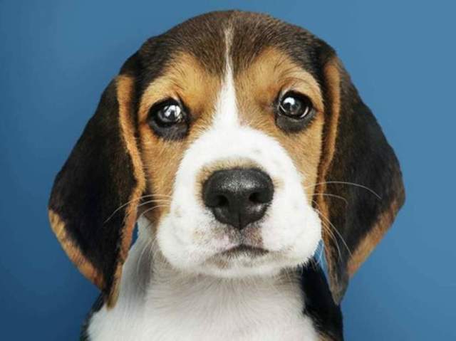 Beagle