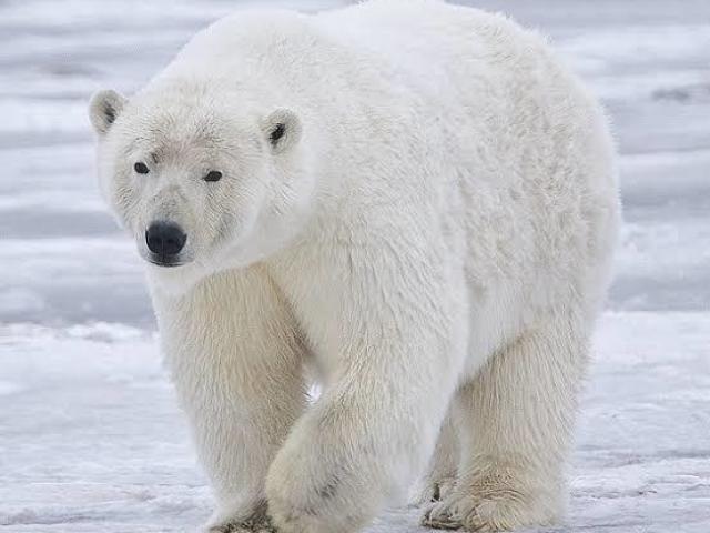 URSO POLAR