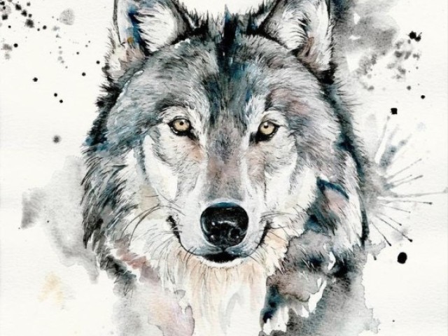 Lobo