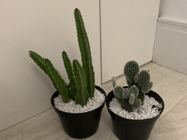 Meu cactos d verdade q vão fazer um mês comigo no meu niver