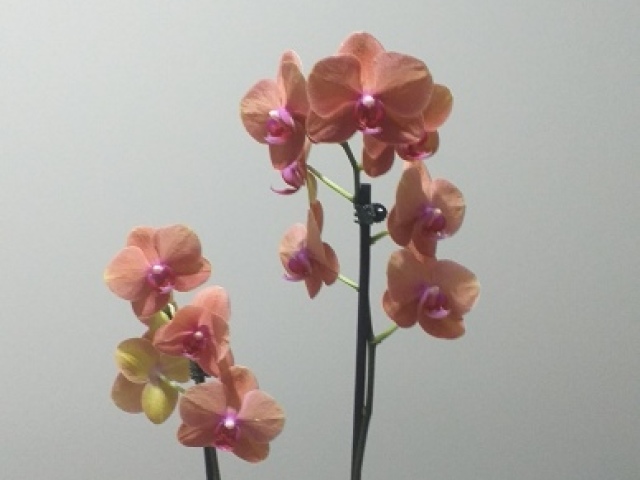 Orquídea