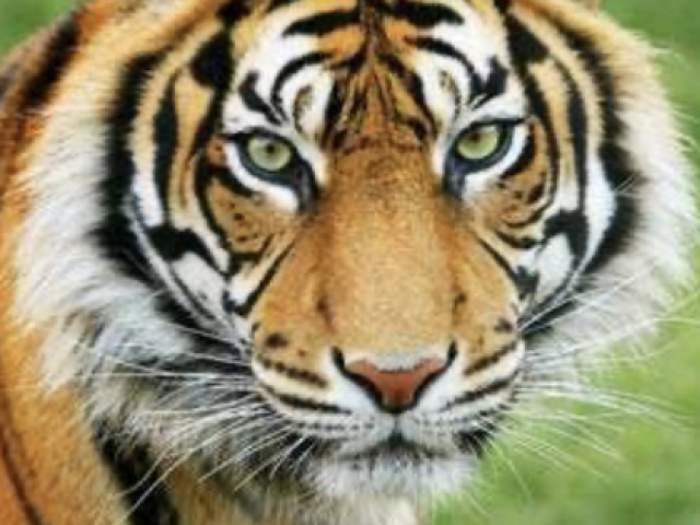 Tigre