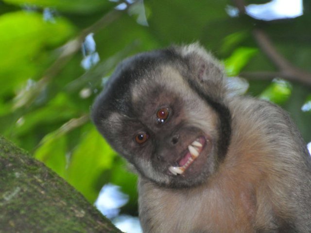 Macaco dos infernos