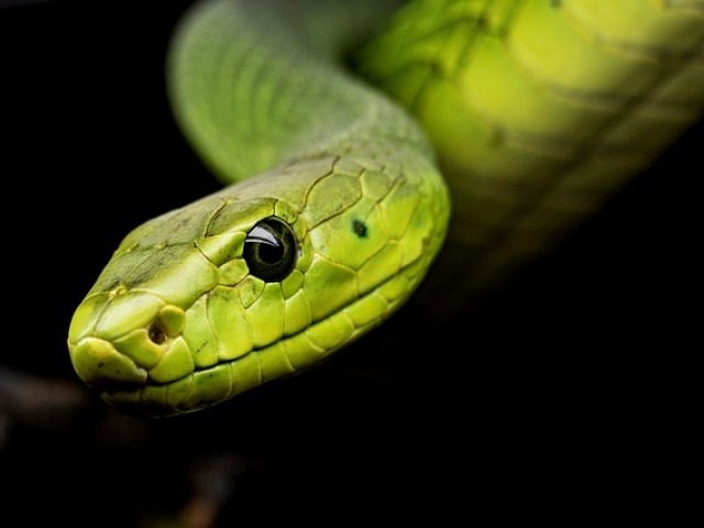 Serpente