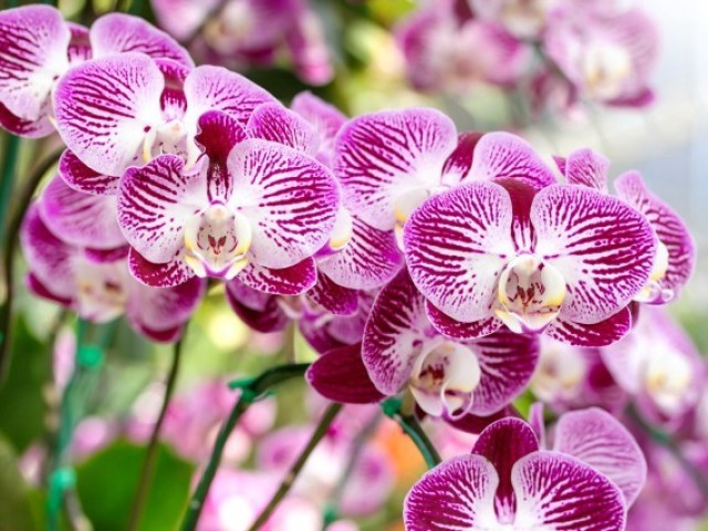 Orquídea