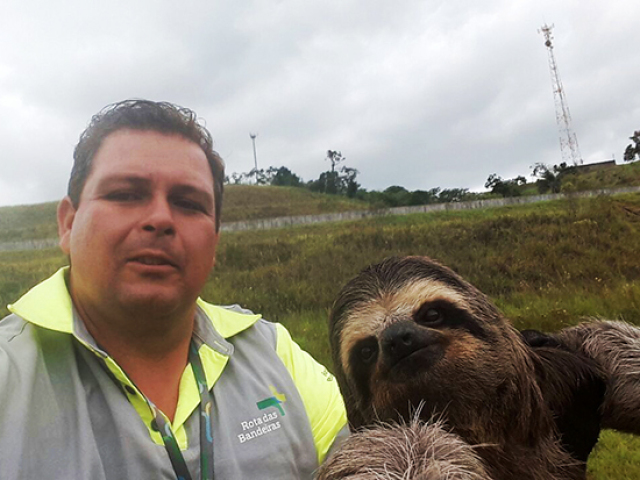 Bicho preguiça