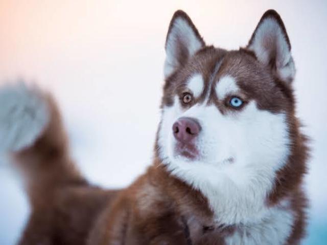 Husky Siberian