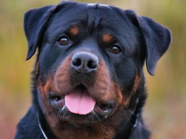 Rottweiler