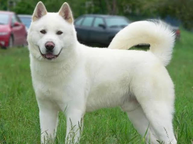 Akita Inu Japonese