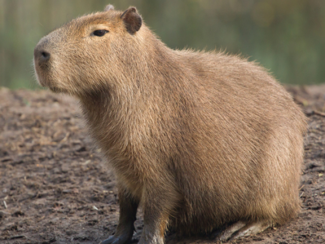 Capivara