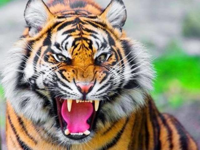 Tigre