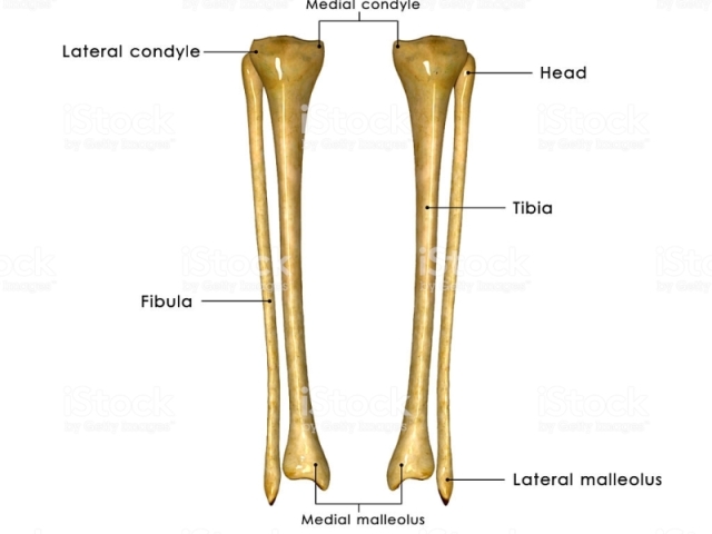 tibia