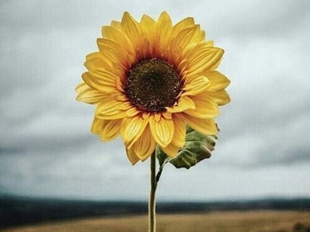 Girasol